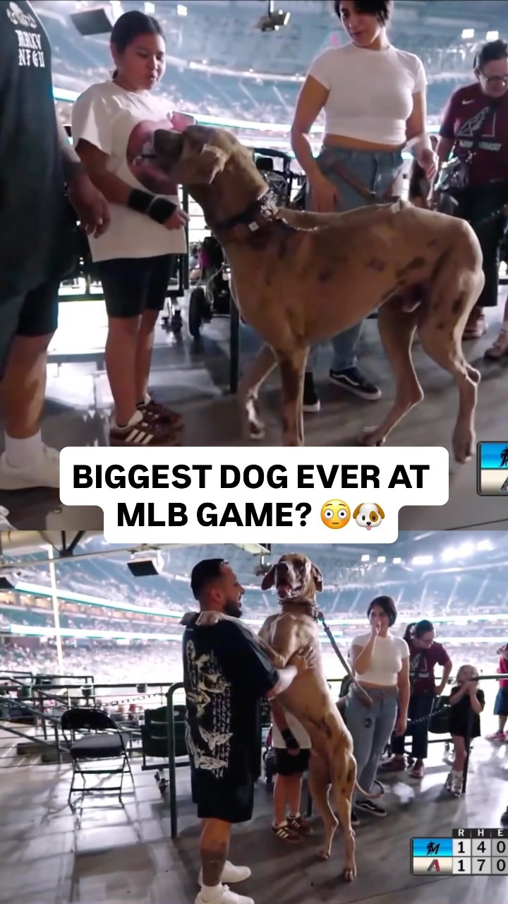 A giant dog attends the Diamondback...