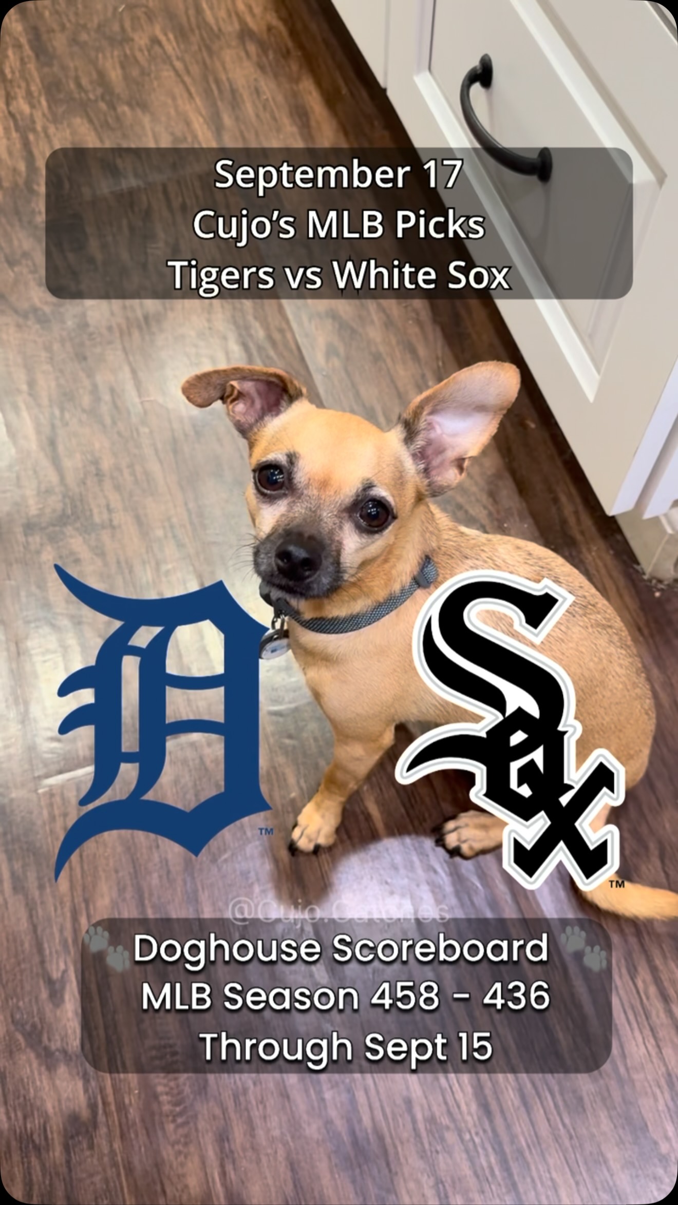Cujo the dog predicts Tigers vs. Wh...
